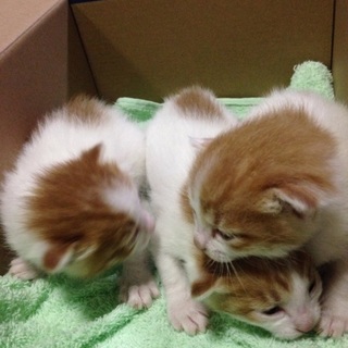 仔猫ちゃん里親さん急募