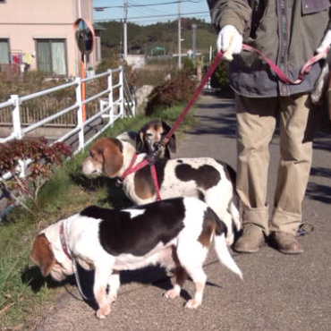 お散歩中に、最後に生まれた仔の1頭（ナツ♂）に出会う。