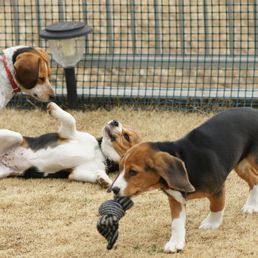 アンニン、ノナンJrと遊ぶポーの最後の仔の1頭ラッキー。面倒見の良さはポー譲りか？