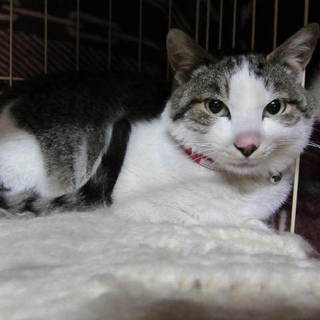 超ビビリーのイケメン男子　里親様大募集です