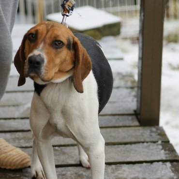 保護した翌日朝のチャッピー