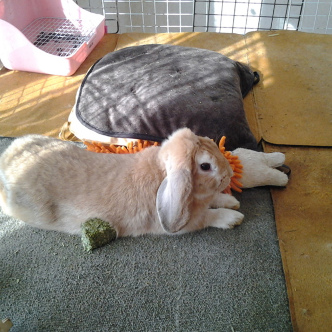 うさポンドのカバー写真