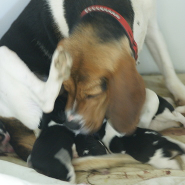 授乳中のチャッピー