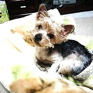 ヨークシャテリア ♀ 3歳 4.6kg 