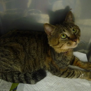 緊急！新しい飼主を探しています