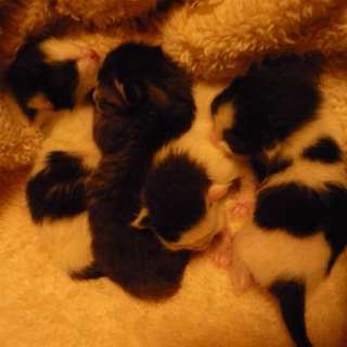 生まれたばかりの幼い子たちです。