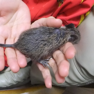デグー赤ちゃん一匹里親募集