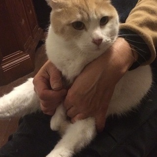 ベタベタ甘えん坊で性格美人のミルクティー猫♪