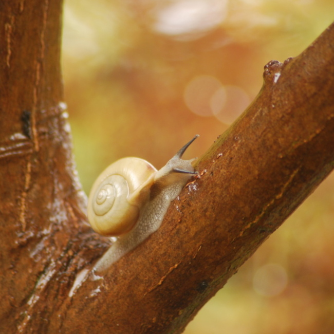 Big Jのカバー写真