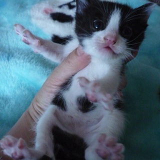 かわいい八割れちゃんです。