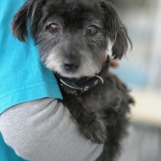 抱っこが大好き！シニアな甘えん坊ウィルくん