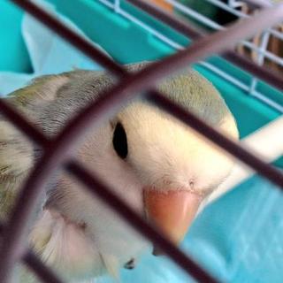 【応募感謝】コザクラ２羽セキセイ１羽の里親募集