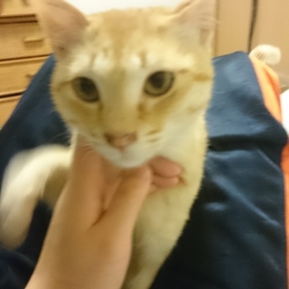 甘えん坊な茶トラのオス