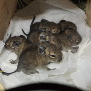デグー赤ちゃん里親探してます