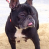 フレンチブルドッグ（仮名：あぐー）を保護　 サムネイル2