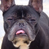 フレンチブルドッグ（仮名：あぐー）を保護　 サムネイル3