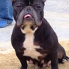 フレンチブルドッグ（仮名：あぐー）を保護　 サムネイル4
