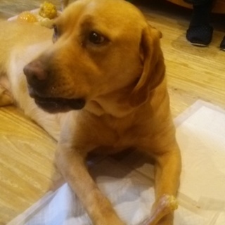 デッカイ甘えん坊 