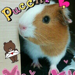 モルモット兄弟里親募集(ママモルのプッチさん)