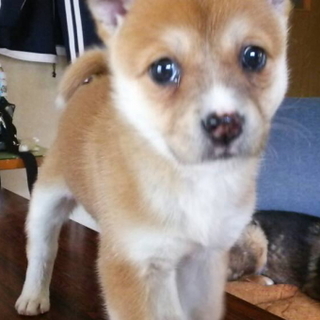 人懐こい、やんちゃ姫　里親さま決定