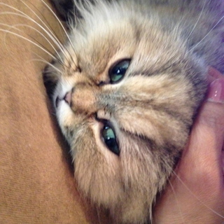 ペルシャ猫（チンチラゴールデン）♀４才