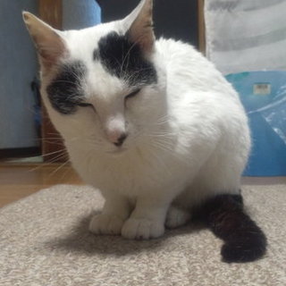 急募＊白黒ブチ春雨くん