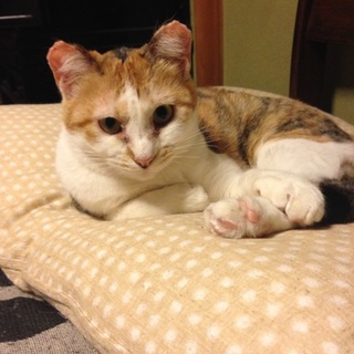 サラちゃん里親募集中