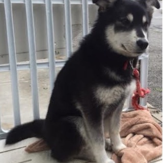 ミックス犬9/15日生まれ　メス１匹　現在中型犬位