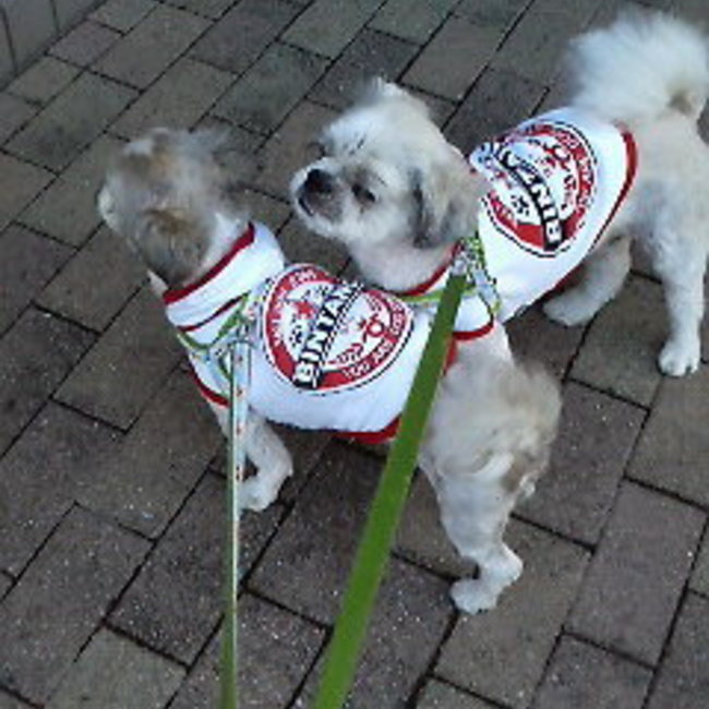 cicaのカバー写真