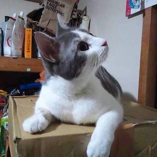 マンチカン、２才男の子