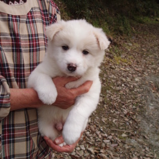 白くまのような顔の男の子