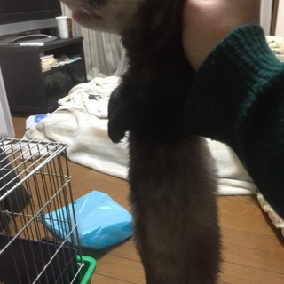 フェレットもらってください(´･ω･`)
