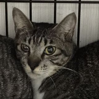 凛々しい顔のキジ白男子