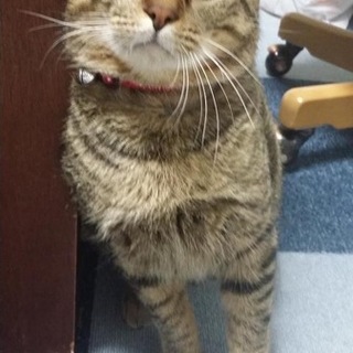 猫エイズキャリアの男の子