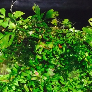 ブラック♂バルーン♀のハーフ