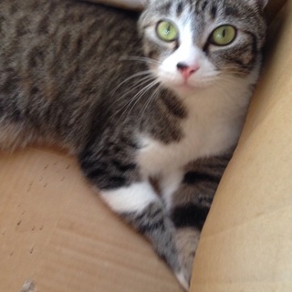 10匹の里親になりませんか？