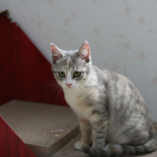 白サビの女の子（仲良３兄妹）