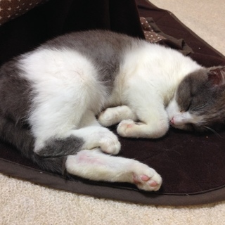 グレーハチワレの男の子