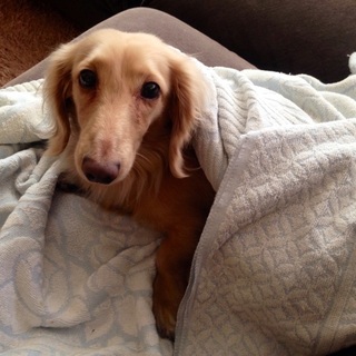 人が大好き甘えん坊な男の子です