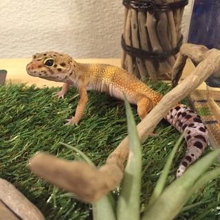 ヒョウモントカゲモドキの里親募集致します。