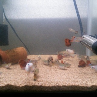 熱帯魚好きな方必見!!