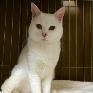 決定【コロ】 ゴロゴロが得意で甘えん防な男の子