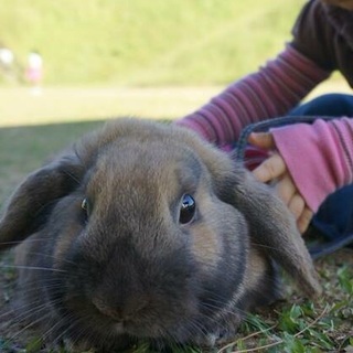 ロップイヤーうさぎの男の子 『バスター』