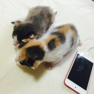 可愛い子猫の里親さん探しています