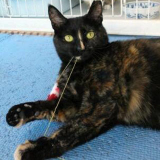 声がとってもかわいい♪びしんちゃん