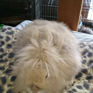 急募！ライオンラビット♂去勢済み  3歳里親