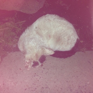 本人は生きたいんです！！！