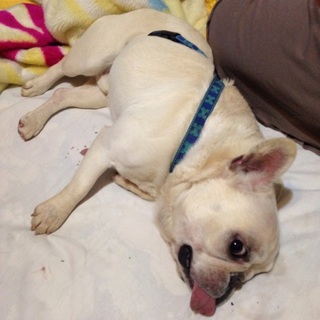 里親さん募集(フレンチブル)