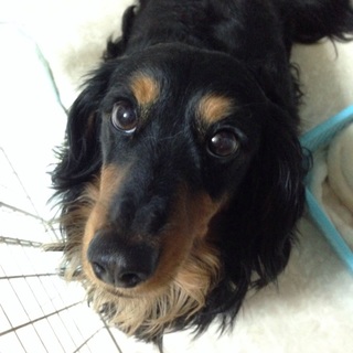 里親を募集ています