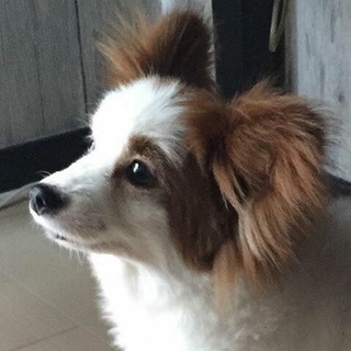 パピヨン　スピカちゃん